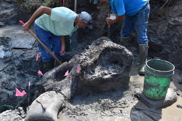 Archeologists dig up the skull.