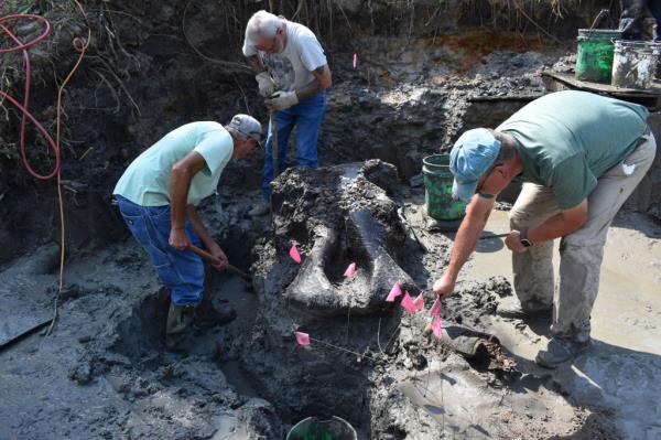 Archeologists dig up the skull.