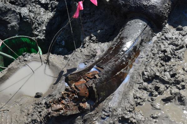 A close-up o the broken tusk.