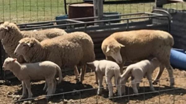 Natio<em></em>nal Farmer Rally organisers listed Labor’s ban on live exports as a key concern. NewsWire