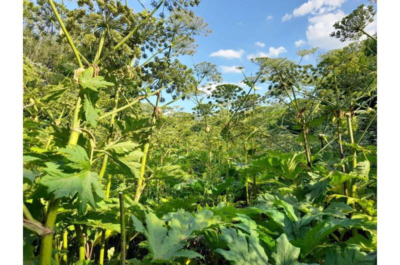 Sosnowsky's hogweed exhibits twice as many genes as expected