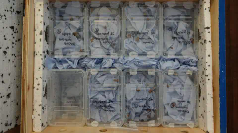 Chester Zoo Zoo-bred snails, carefully packed into their travel co<em></em>ntainers for their journey to Bugio Island 