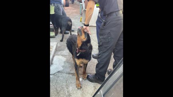 A dog was rescued after fleeing the sound of fireworks and getting wedged between two buildings, California rescuers said. 