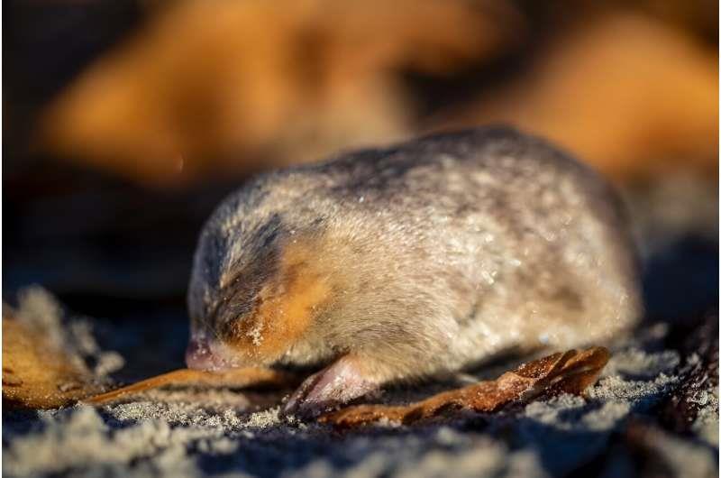 The De Winton's golden mole has been detected for the first time in 87 years in South Africa