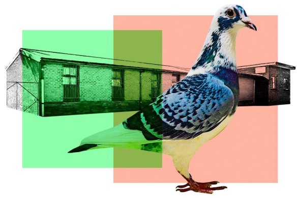 Seventeen would-be members claimed the election of three committee members of the pigeon racing club was invalid.